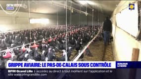Grippe Aviaire: la zone de contrôle étendue à l'ensemble du Pas-de-Calais