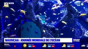 Aquarium Nausicaa: mobilisation pour la journée mondiale de l'océan