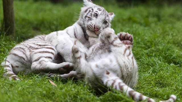 L’accident a eu lieu ce mardi matin juste avant le spectacle. (PHOTO D'ILLUSTRATION)