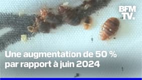 Poux de lit: infestations en augmentation nette par rapport à l'été 2024