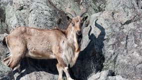 Un markhor. (Photo d'illustration)