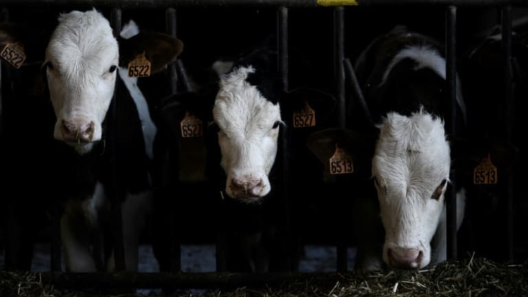 Des vaches à Beaumontois-en-Périgord le 14 février 2023 (photo d'illustration). 