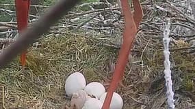 Regardez, ce bébé cigogne sort de son œuf 