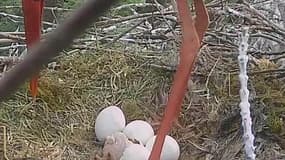 Regardez, ce bébé cigogne sort de son œuf 