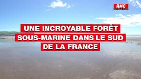 Une incroyable forêt sous-marine découverte dans le Sud de la France 