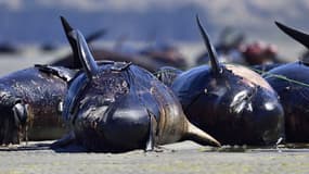 Des dauphins-pilotes morts gisent sur une plage isolée de Farewell Spit, à la pointe nord de l'île du Sud de la Nouvelle-Zélande, le 17 février 2015 (photo d'illustration)