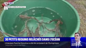 L'océarium du Croisic, en Loire-Atlantique, relâche 30 bébés requins dans l'océan