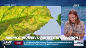 Le retour des néonicotinoïdes ou "pesticides tueurs d’abeilles", n’en finit plus de faire polémique…