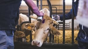 Vaccination d'une vache contre la dermatose nodulaire contagieuse, le 19 décembre 2025. 