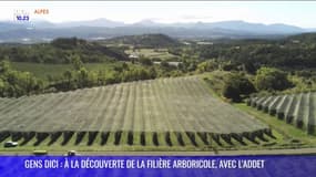 GENS DICI : A la découverte de la filière arboricole, avec l'ADDET