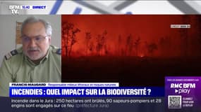 Incendies: quelles sont les conséquences sur la biodiversité?