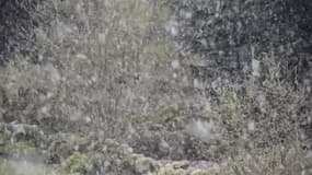 Il neige encore sur les hauteurs des Vosges