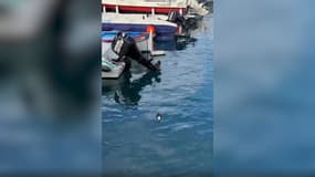 Un pingouin torda filmé dans le port de Nice ce samedi après-midi.