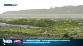 Les algues vertes sont-elles à l'origine de la mort d'un jeune ostréiculteur de 18 ans?