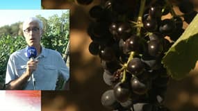 Jean-Marc Touzard, directeur de recherches à l'Inra, nous explique l'impact des changement climatique sur la culture de la vigne en France.