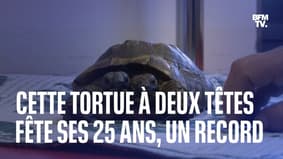 Cette tortue à deux têtes fête ses 25 ans, un record 