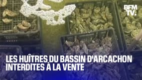 Les huîtres d'Arcachon interdites à la vente pour des raisons sanitaires 