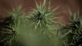 Plants de cannabis à usage médical cultivés à Serpa, au Portugal (photo prise le 13 septembre 2024)
