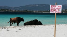 Des vaches sur une plage de Coti-Chiavari, en Corse, le 17 mai 2017. 