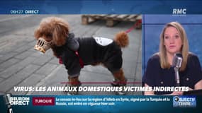 Objectif Terre : Les animaux domestiques, victimes indirectes du coronavirus - 06/03