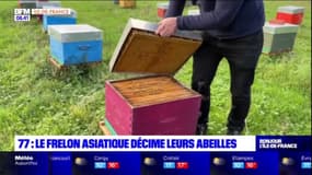 Seine-et-Marne: des ruches d'apiculteur décimées par des frelons asiatiques