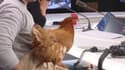 EN VIDÉO - Quand une poule en studio provoque un fou rire en direct sur RMC
