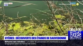 Hyères: la fête des étangs de la Sauvebonne pour sensibiliser à la biodiversité