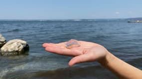 Des méduses ont été aperçues sur la plage du Jaï à Martigues.