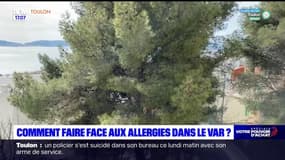 Comment faire face aux allergies dans le Var?