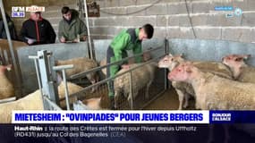 Bas-Rhin: deux bergers alsaciens qualifiés pour participer aux "Ovinpiades" du Salon de l'agriculteur