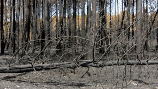Photo prise le 20 août 2012 d'une forêt ravagée par un incendie près de Lacanau, en Gironde