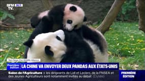 La Chine va envoyer deux pandas géants aux États-Unis, signe d'un "réchauffement" de leur relation