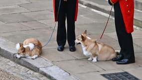 Les corgis de la Reine, Muick et Sandy, à l'intérieur du château de Windsor, le 19 septembre 2022, avant le service commémoratif de la Reine Elizabeth II.
