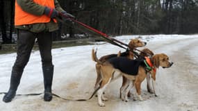 Des chiens de chasse lors d'une battue aux sangliers, à Besançon en 2010. Photo d'illustration