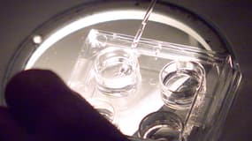 Préparation des ovocytes sous hotte stérile avant la micro-injection des spermatozoïdes dans les ovocytes, le 30 novembre 2000 au C.E.C.O.S (Centre d'étude et de conservation du sperme humain) de Rennes. (photo d'illustration)