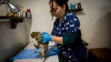 Un singe soigné par Nicole Rivera Helbig, la vétérinaire responsable du centre de désintoxication pour primates, le 6 octobre 2015 à Peñaflor