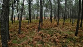 Des pins sylvestres dans la forêt de Moulière, près de Poitiers, le 13 octobre 2023