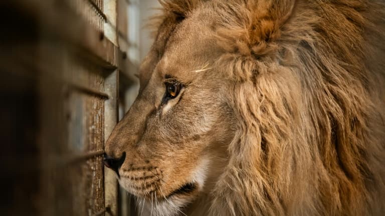 Un responsable local a précisé que pour l'instant la lionne et le lion étaient gardés séparément (Illustration)