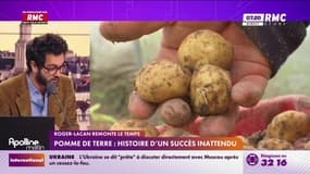 Pomme de terre : histoire d'un succès inattendu