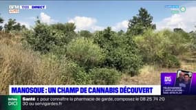 Manosque: un champ de cannabis découvert par des policiers, une enquête ouverte