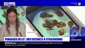 Strasbourg: deux faux experts en punaises de lit interpellés après des escroqueries