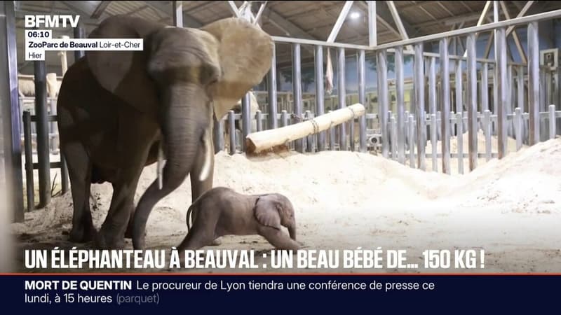 Les images de l'éléphanteau de 150 kg qui a vu le jour au zoo de Beauval