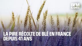  La pire récolte de blé en France depuis 41 ans 