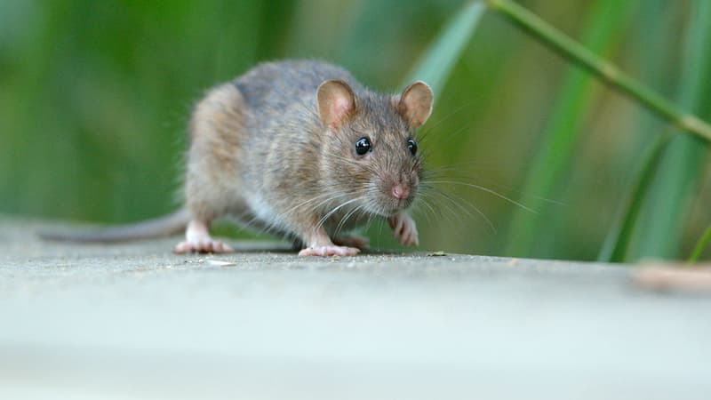 Une pétition a rassemblé 17.000 signatures pour sauver les rats à Paris.
