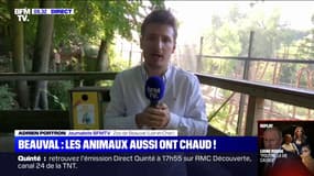 Zoo de Beauval: comment protéger les animaux de la vague de chaleur ?