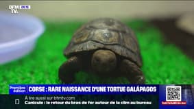 Corse: rare naissance d'une tortue Galápagos à Ajaccio, une première en France