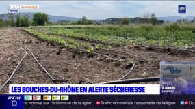 Sécheresse dans les Bouches-du-Rhône: les agriculteurs en difficulté