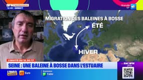 Seine-Maritime: un cétacé de grande taille aperçu dans l'Estuaire de la Seine