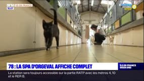 Yvelines: la SPA d'Orgeval affiche complet