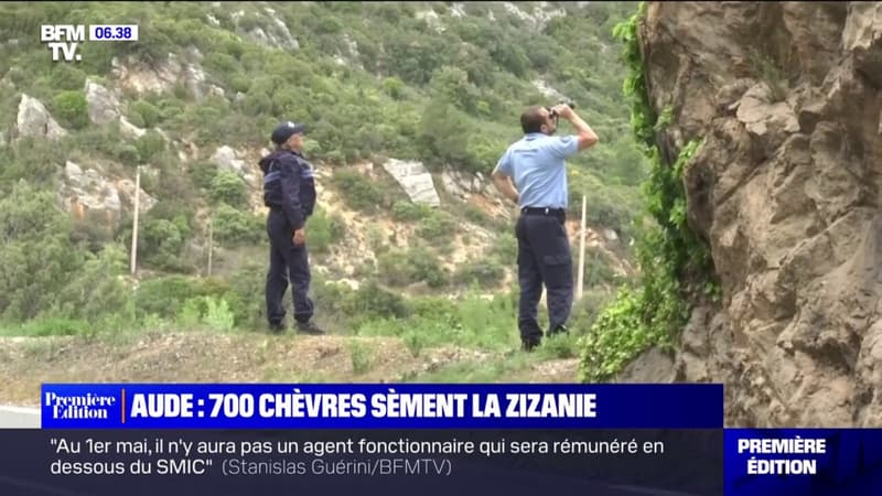 La préfecture de l'Aude lance une opération pour capturer entre 500 et 700 chèvres en liberté
